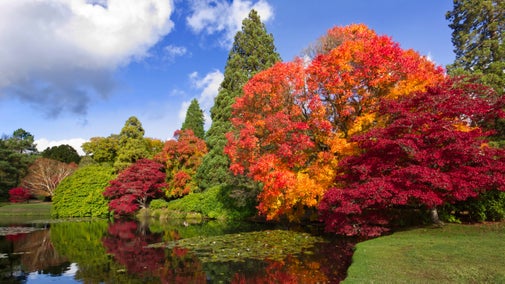 Autumn scene at Sheffield Park and Garden